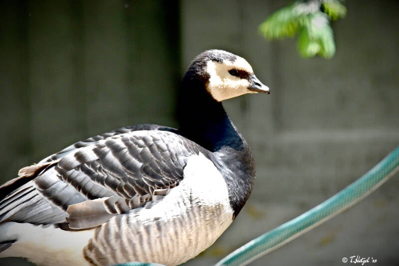 Weißwangengans | Vogelpark Lorsch | 15.05.2022