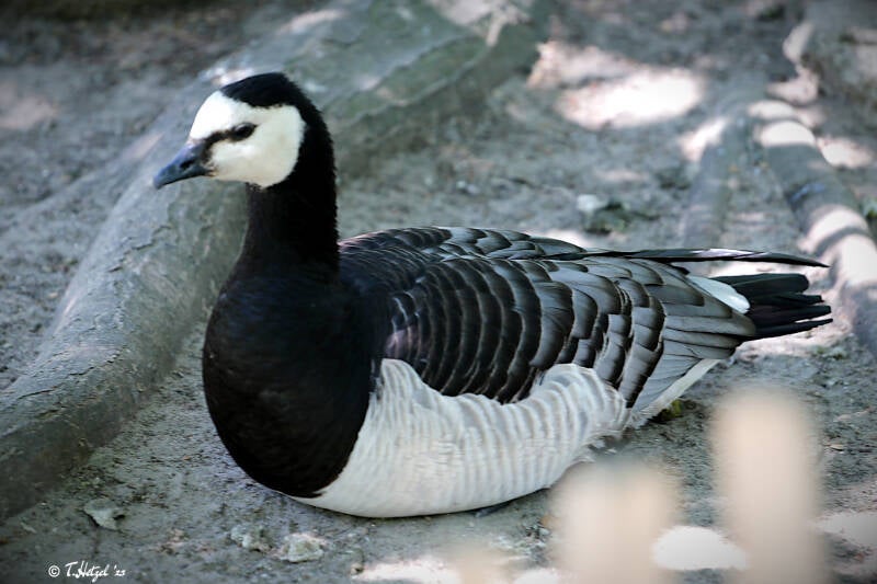 Weißwangengans | Zoo Berlin | 26.05.2018