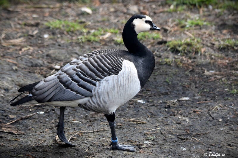 Weißwangengans | Weltvogelpark Walsrode | 12.04.2021
