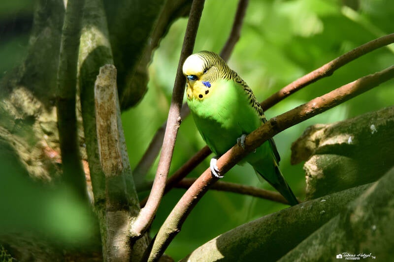 Wellensittich (Wildform) | Zoo Dormtund | 30.07.2023