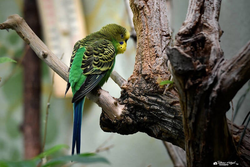 Wellensittich (Wildform) | Zoo Frankfurt | 08.09.2023