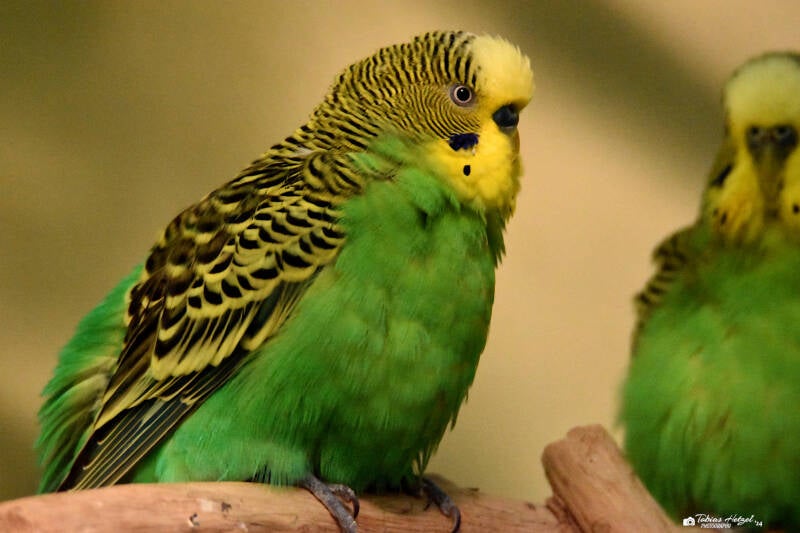 Wellensittich (Wildform) | Zoo Frankfurt | 22.08.2021