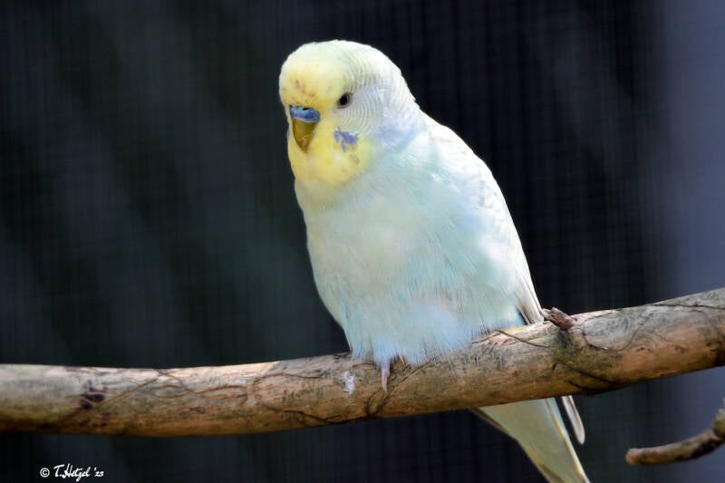 Wellensittich (Zuchtformen)