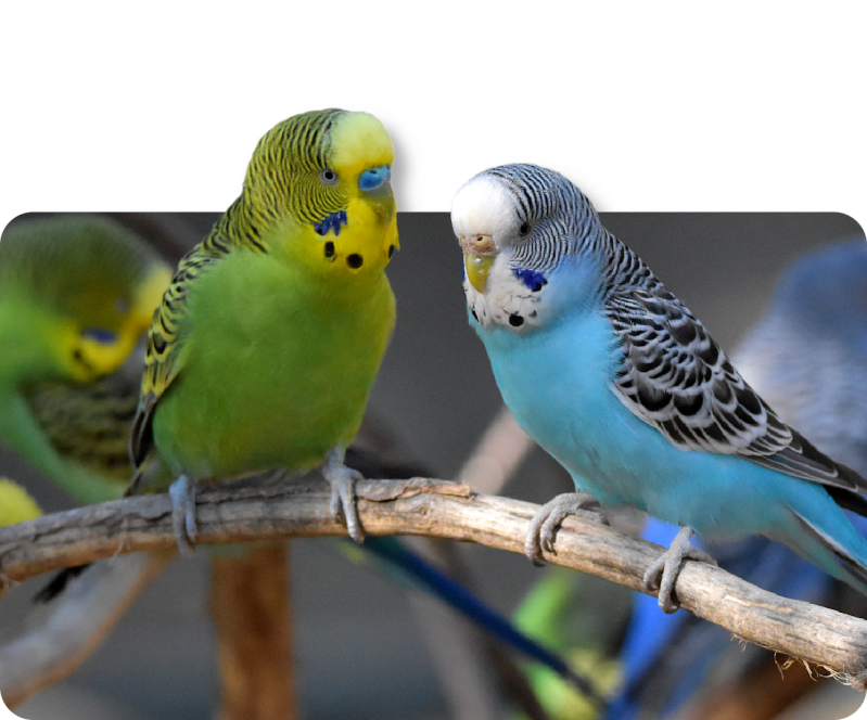 Wellensittich (Zuchtformen)