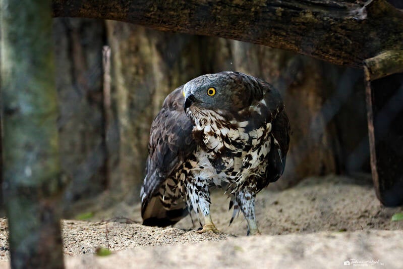 Wespenbussard | Zoo Prag | 18.08.2024