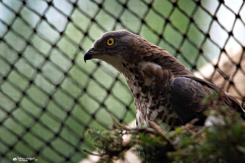 Wespenbussard | Zoo Prag | 18.08.2024