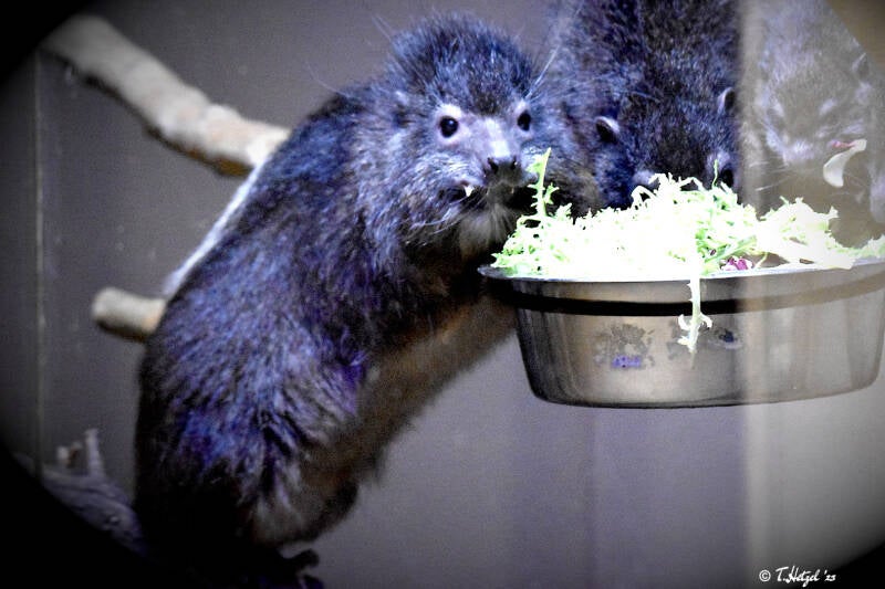 Westafrikanischer Baumschliefer | Zoo Plzen | 17.09.2022