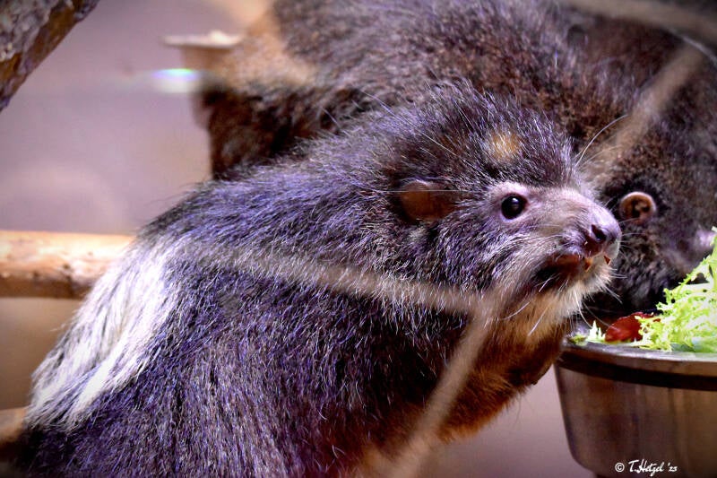 Westafrikanischer Baumschliefer | Zoo Plzen | 17.09.2022
