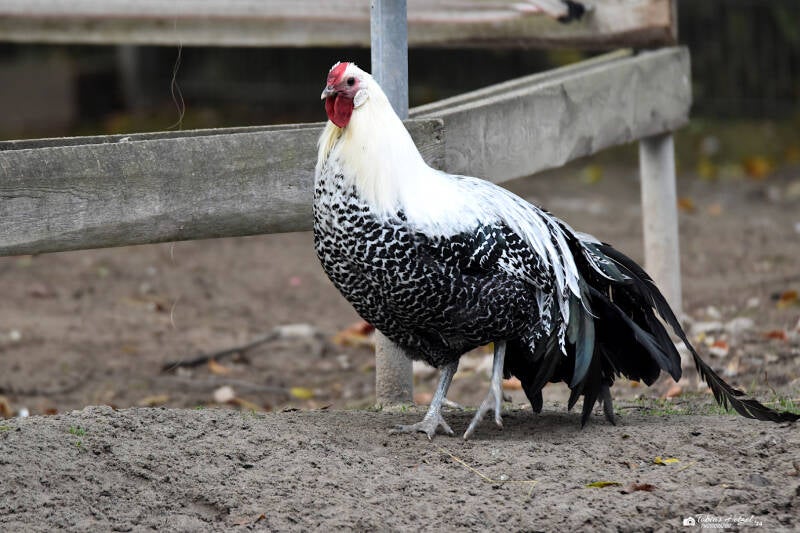Westfälischer Totleger | Tiergarten Worms | 17.10.2021