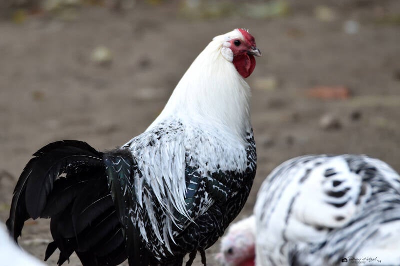 Westfälischer Totleger | Tiergarten Worms | 17.10.2021