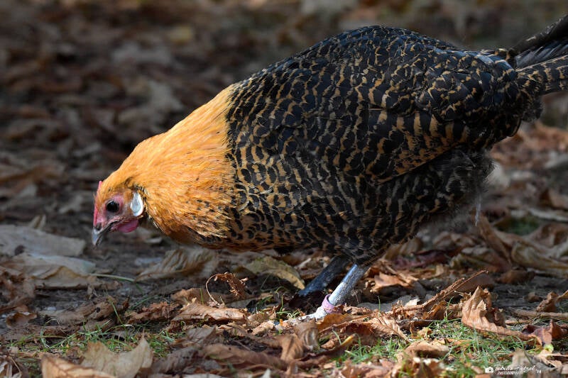 Westfälischer Totleger | Tiergarten Worms | 21.09.2020