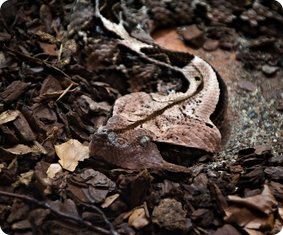 Westliche Gabunviper