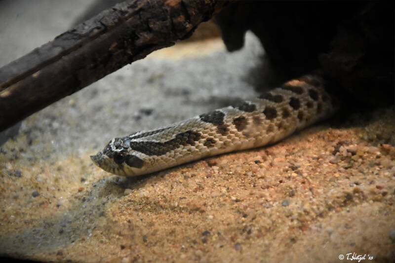 Westliche Hakennasennatter