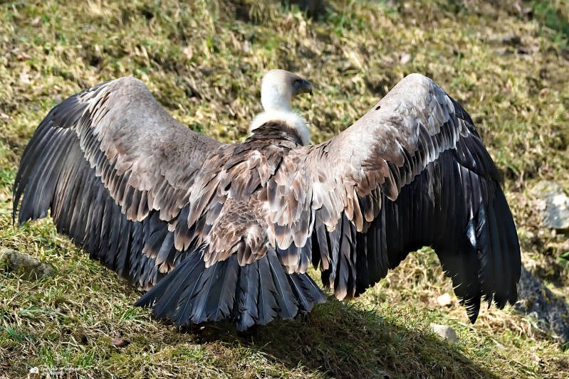 Westlicher Gänsegeier | Wildpark Bad Mergentheim | 09.03.2025