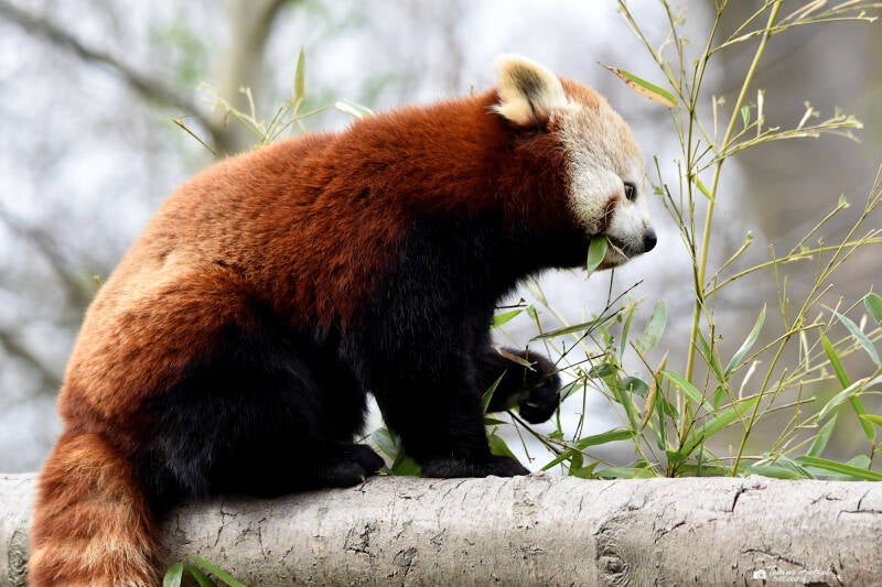 Westlicher Kleiner Panda | Opel-Zoo Kronberg | 10.03.2024