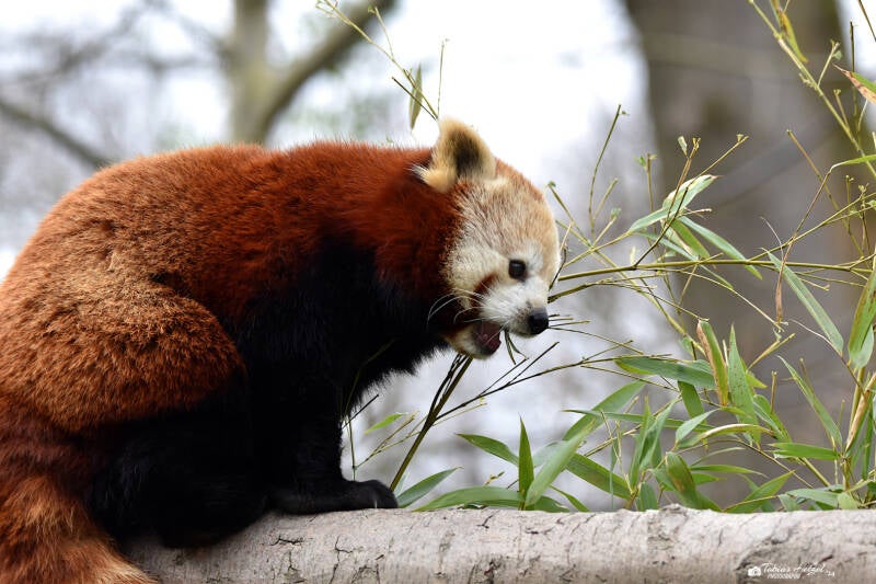 Westlicher Kleiner Panda | Opel-Zoo Kronberg | 10.03.2024