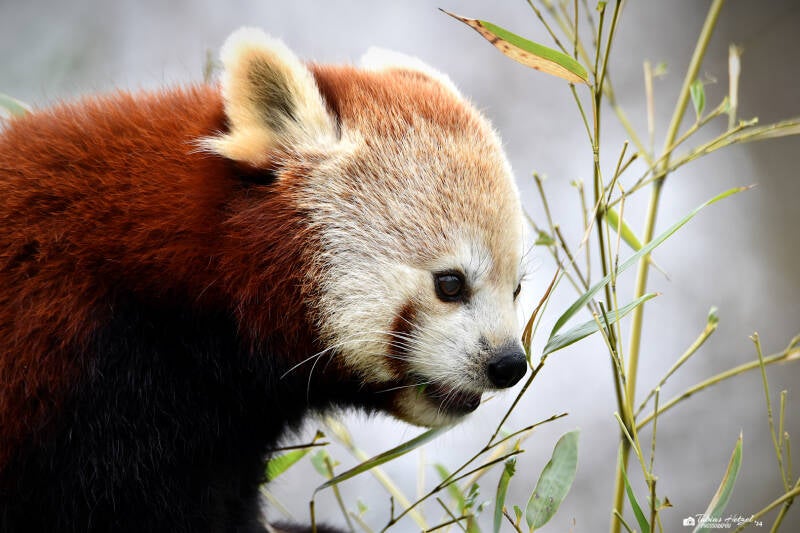 Westlicher Kleiner Panda | Opel-Zoo Kronberg | 10.03.2024