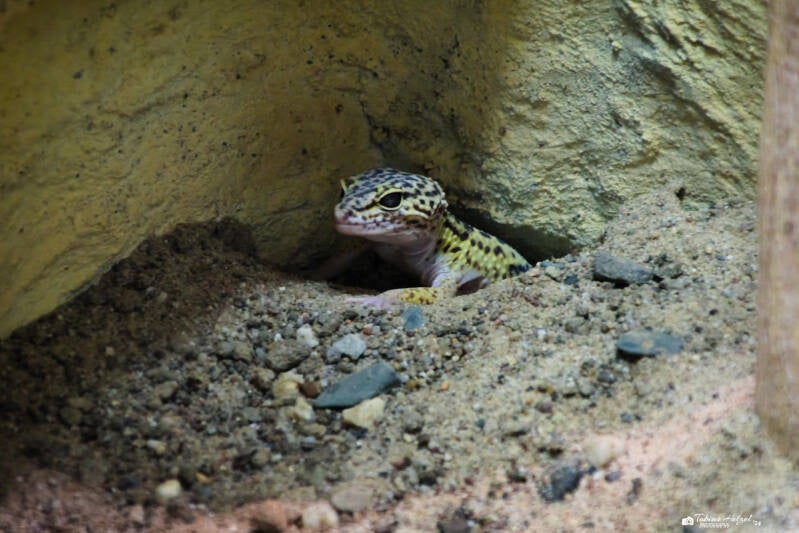 Westlicher Leopardgecko | Zoo Neuwied | 17.06.2024