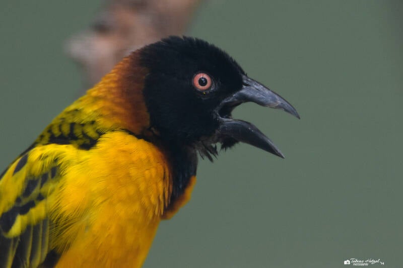 Westlicher Dorfweber | Zoo Heidelberg | 22.06.2020