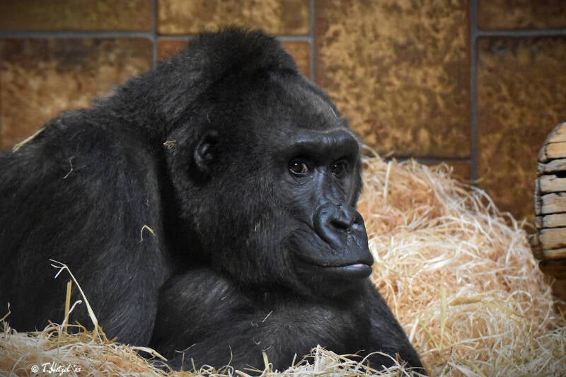 Westlicher Flachlandgorilla | Zoo Saarbrücken | 18.12.2020