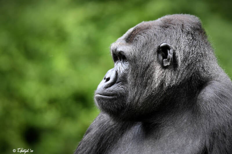 Westlicher Flachlandgorilla | Apenheul, Apeldoorn | 08.07.2021