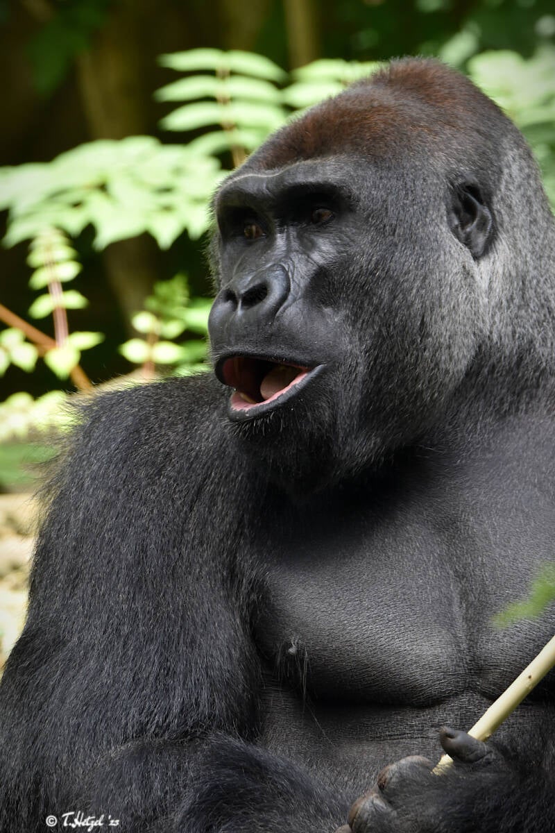 Westlicher Flachlandgorilla | Ouwehands Dierenpark, Rhenen | 06.07.2021