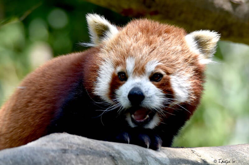 Westlicher Kleiner Panda | Opel-Zoo, Kronberg | 03.06.2023