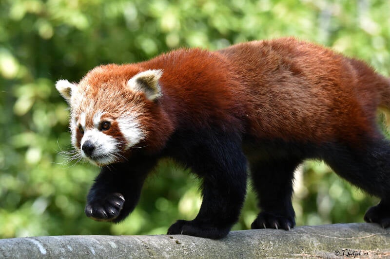 Westlicher Kleiner Panda | Opel-Zoo, Kronberg | 03.06.2023
