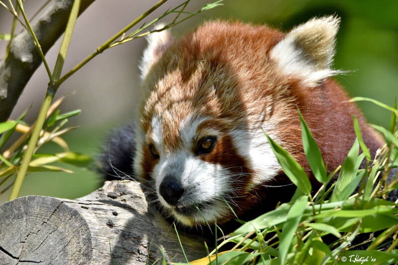 Westlicher Kleiner Panda | Opel-Zoo, Kronberg | 03.06.2023