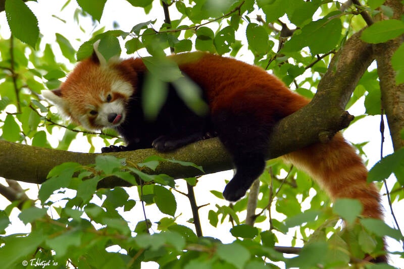 Westlicher Kleiner Panda | Zoo Dortmund | 30.07.2023