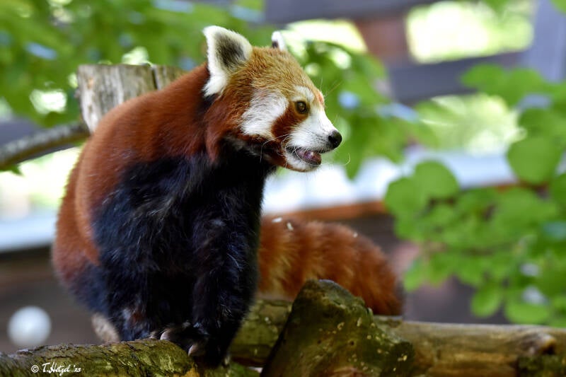 Westlicher Kleiner Panda | Tiergarten Nürnberg | 12.08.2023