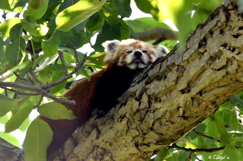 Westlicher Kleiner Panda | Zoo Heidelberg | 20.08.2023