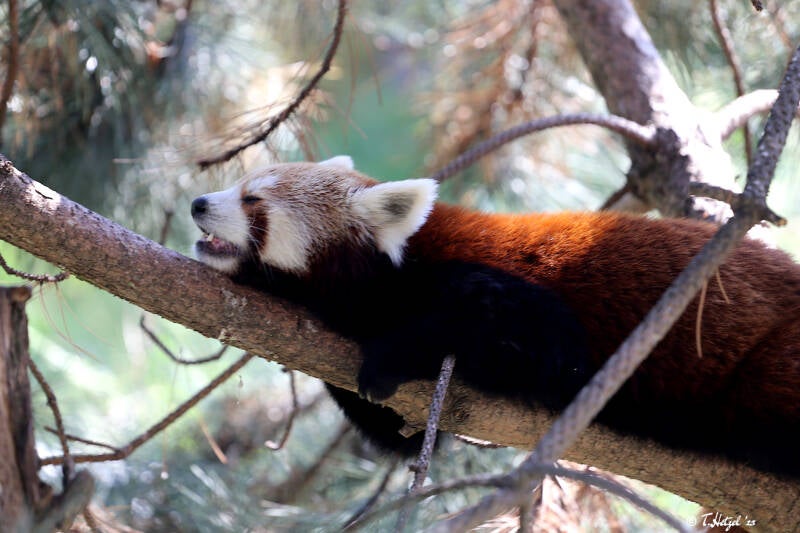 Westlicher Kleiner Panda | 17.08.2018