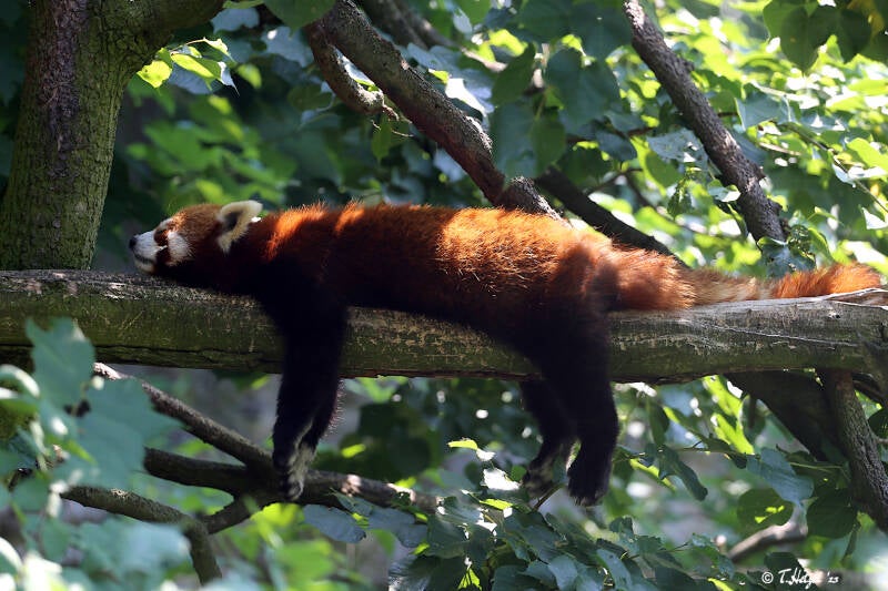 Westlicher Kleiner Panda | Tierpark Friedrichsfelde, Berlin | 27.05.2018