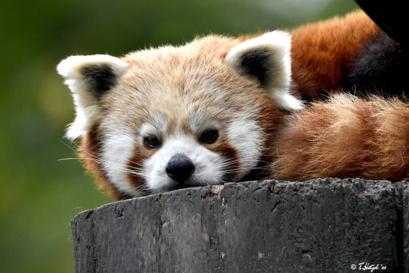 Westlicher Kleiner Panda | Zoo Magdeburg | 19.10.2020