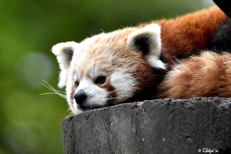 Westlicher Kleiner Panda | Zoo Magdeburg | 19.10.2020