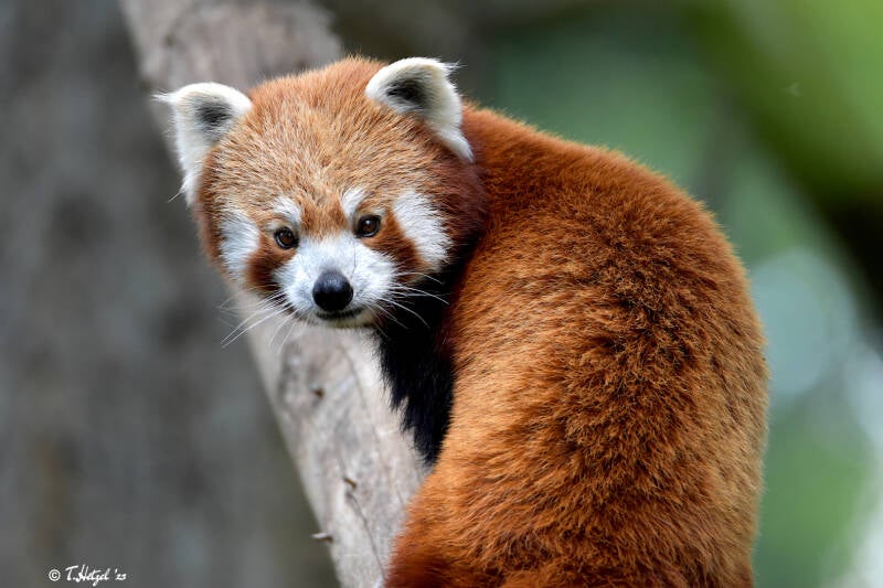 Westlicher Kleiner Panda | Zoo Heidelberg | 22.06.2020