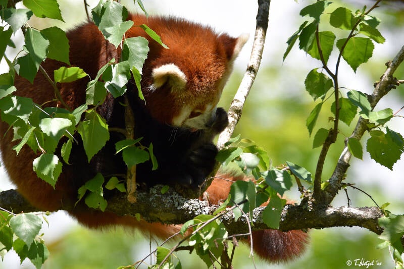 Westlicher Kleiner Panda | Opel-Zoo, Kronberg | 30.05.2021