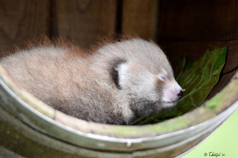 Westlicher Kleiner Panda | Zooparc Overloon | 05.07.2021