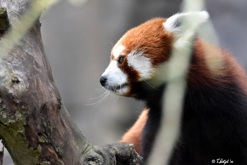 Westlicher Kleiner Panda | Ouwehands Dierenpark, Rhenen | 06.07.2021