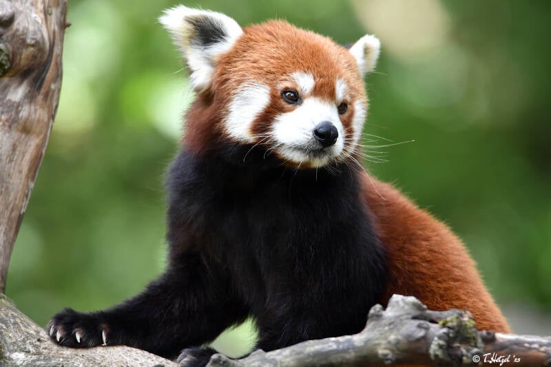 Westlicher Kleiner Panda | Ouwehands Dierenpark, Rhenen | 06.07.2021