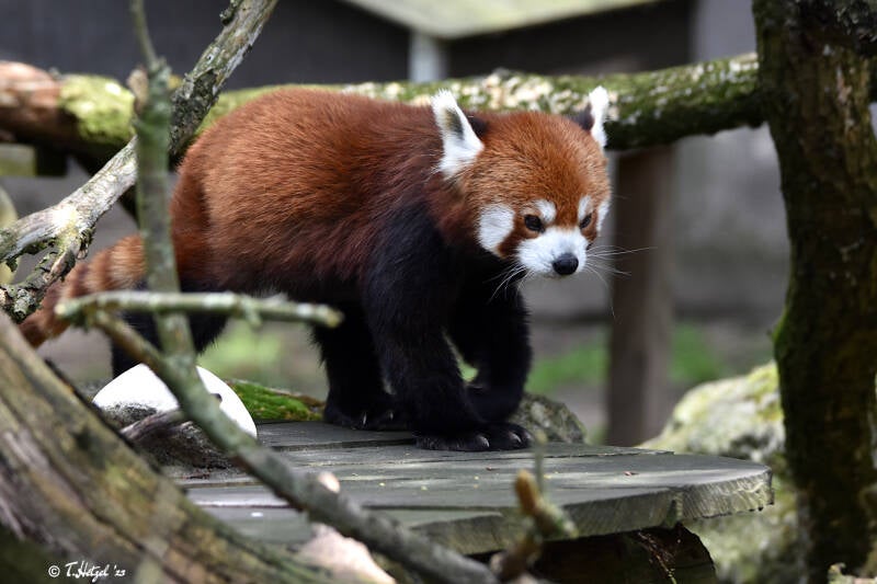 Westlicher Kleiner Panda | Ouwehands Dierenpark, Rhenen | 06.07.2021