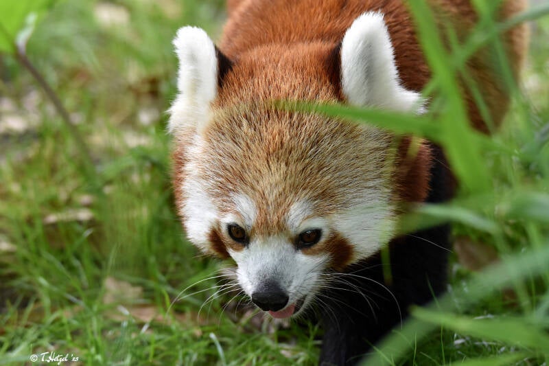 Westlicher Kleiner Panda | Diergaarde Blijdorp, Rotterdam | 09.07.2021