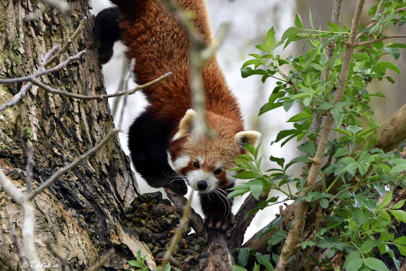 Westlicher Kleiner Panda | Zoo Heidelberg | 02.04.2022