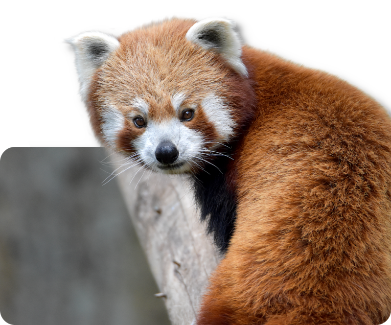 Westlicher Kleiner Panda