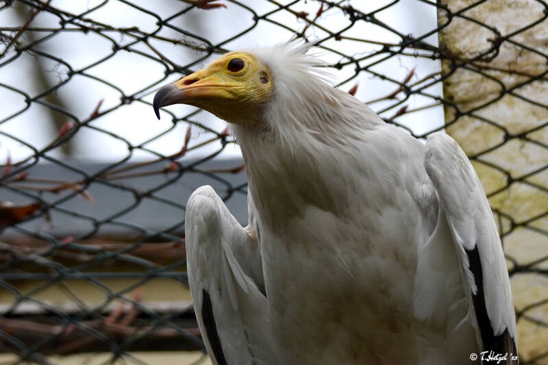 Westlicher Schmutzgeier
