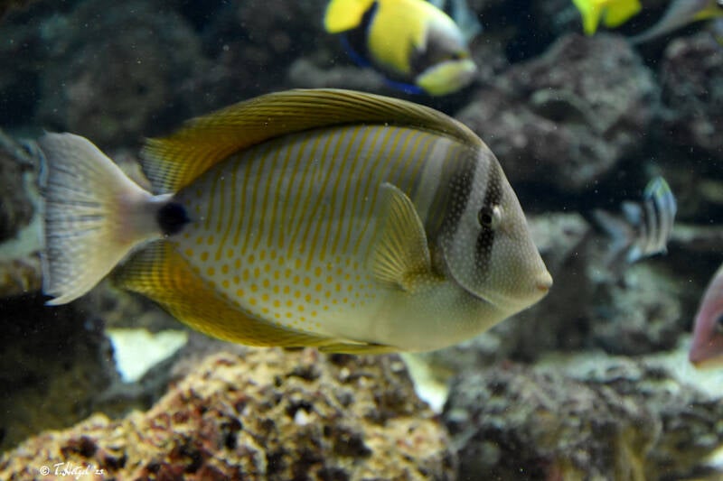 Westlicher Segelflossen-Doktorfisch | Zoo Duisburg | 06.06.2022