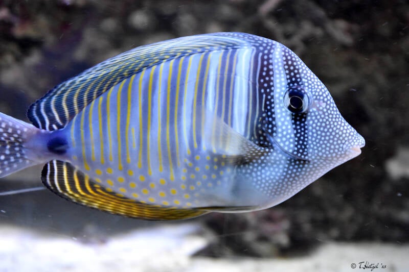 Westlicher Segelflossen-Doktorfisch | Tierpark Nymphaea, Esslingen | 03.12.2022