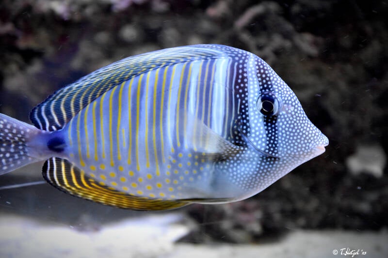 Westlicher Segelflossen-Doktorfisch