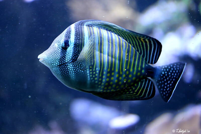 Westlicher Segelflossen-Doktorfisch | Zoologischer Garten Köln | 28.12.2018